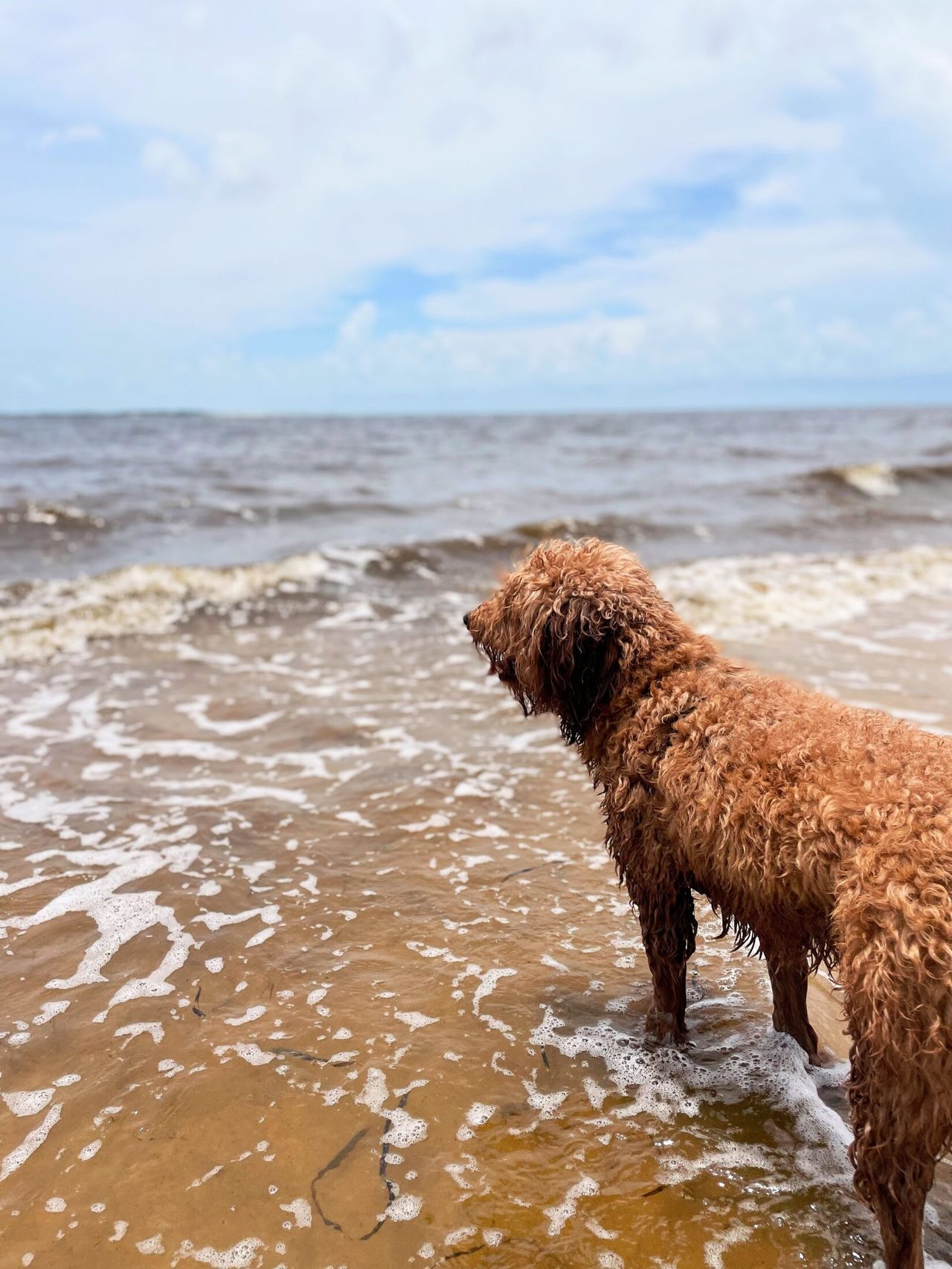 Remi stares off into the ocean