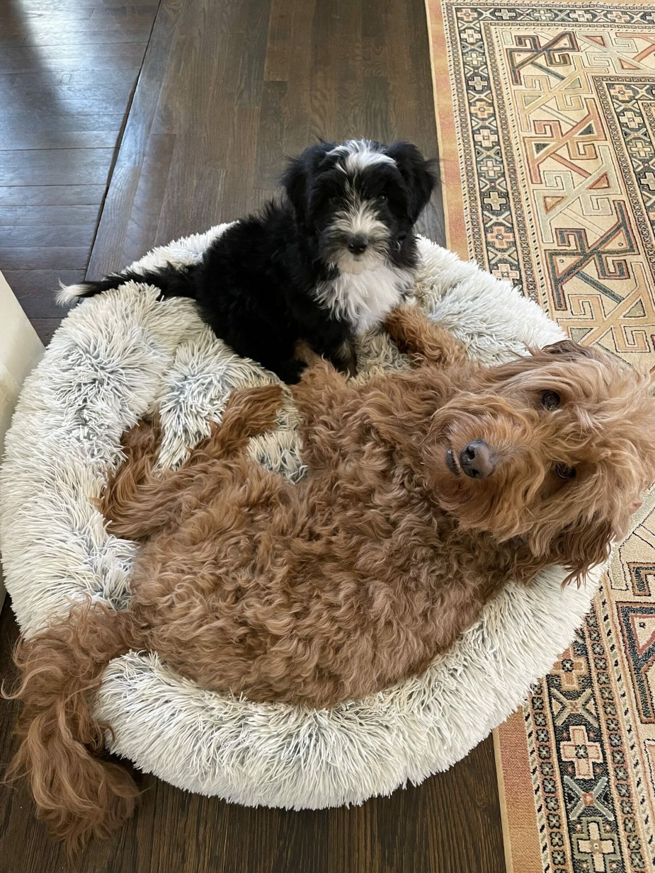 Remi lounges on a round fluffy dog bed while a small black and white puppy Otto sits on top of him