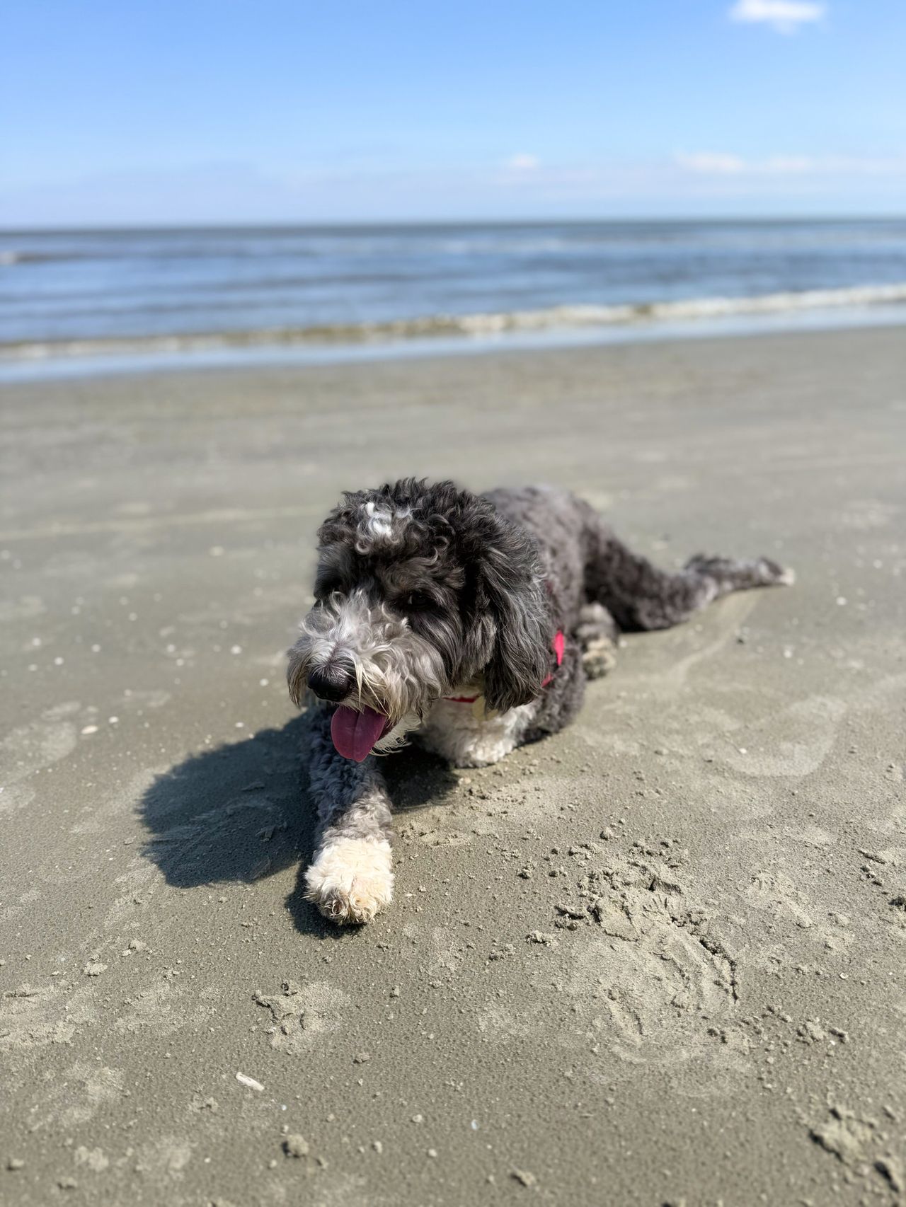 Otto lying on a sandy beach with tongue out, ocean waves visible in the background under a blue sky