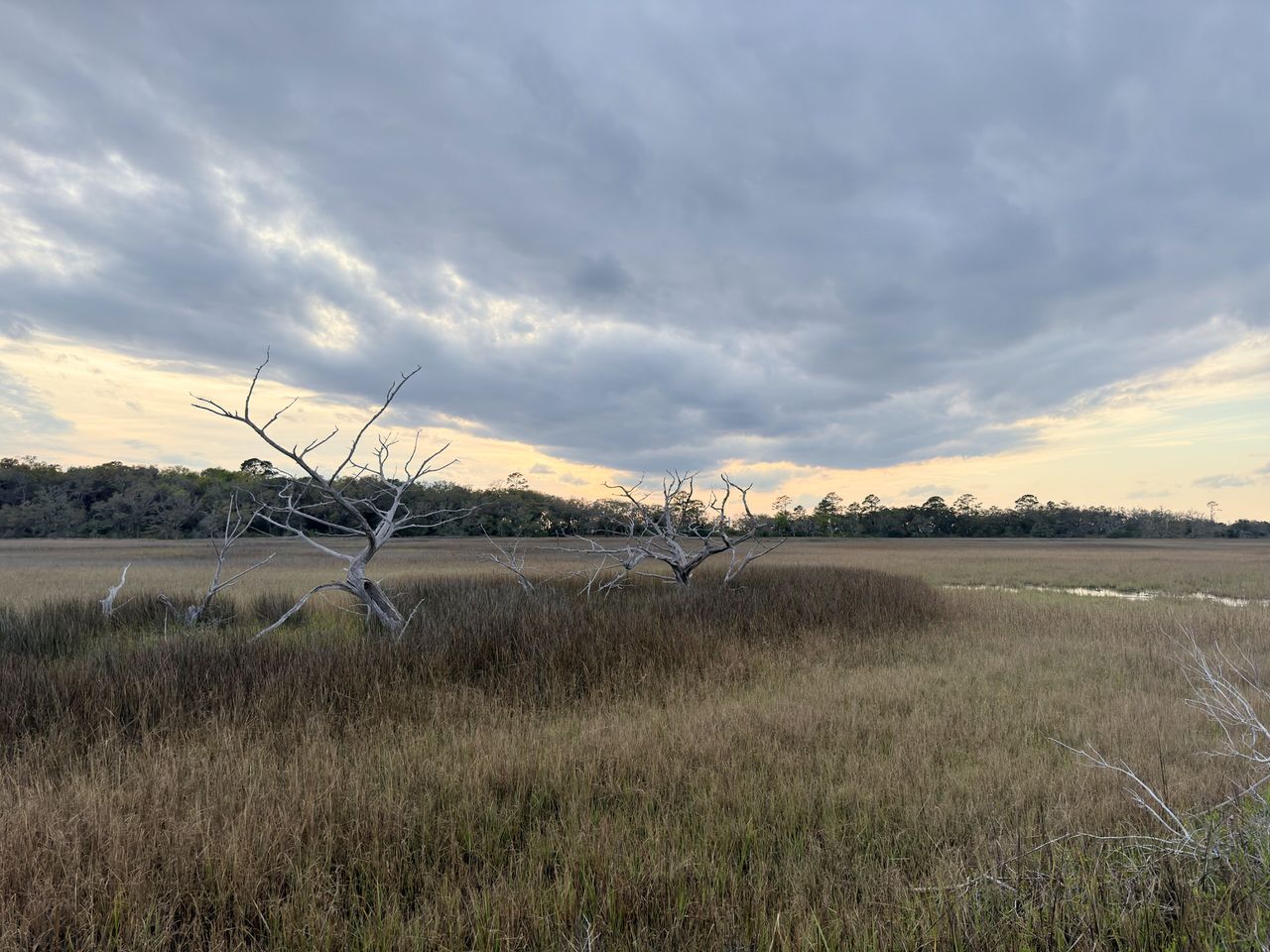 Dead white trees rising from a coastal marsh of golden grass under a dramatic cloudy sky at dusk