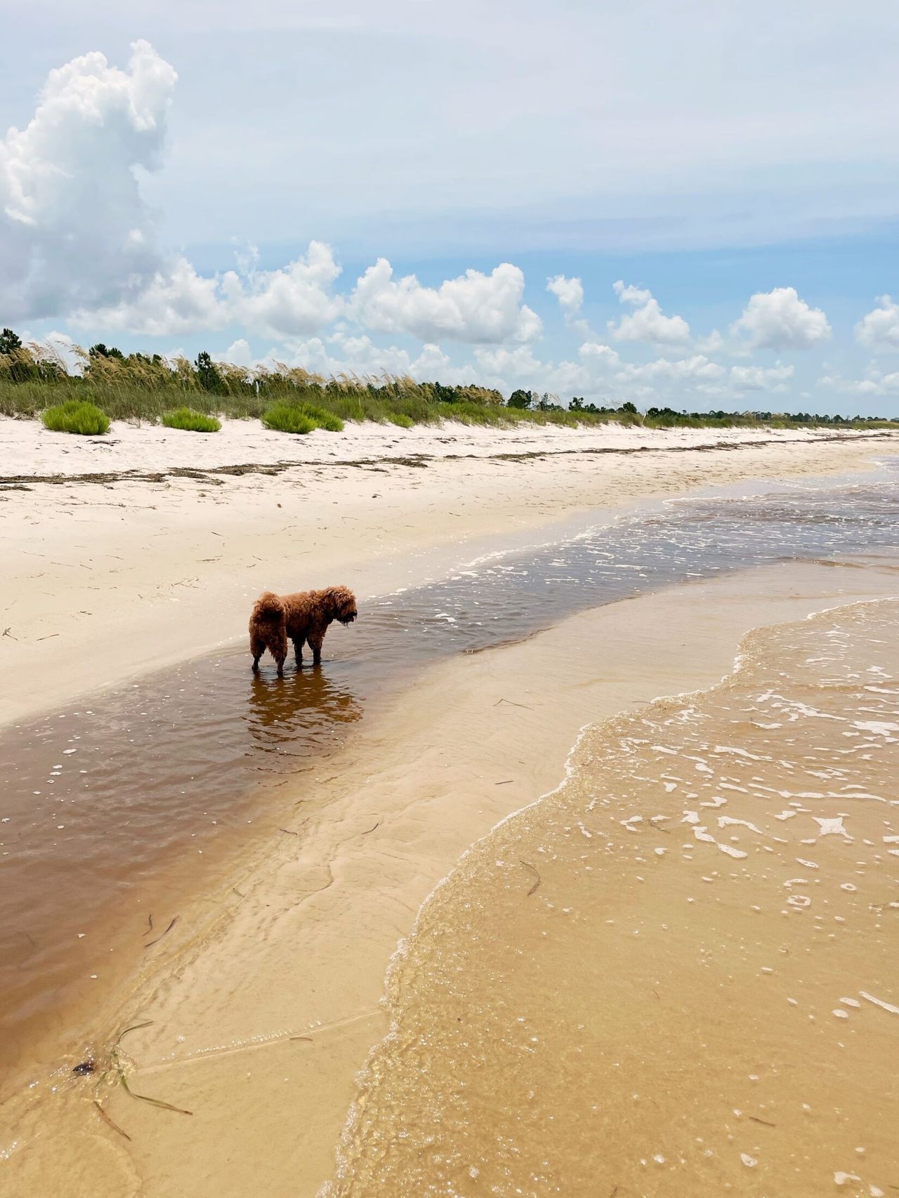 Dog stands partially in the water staring at the ocean.