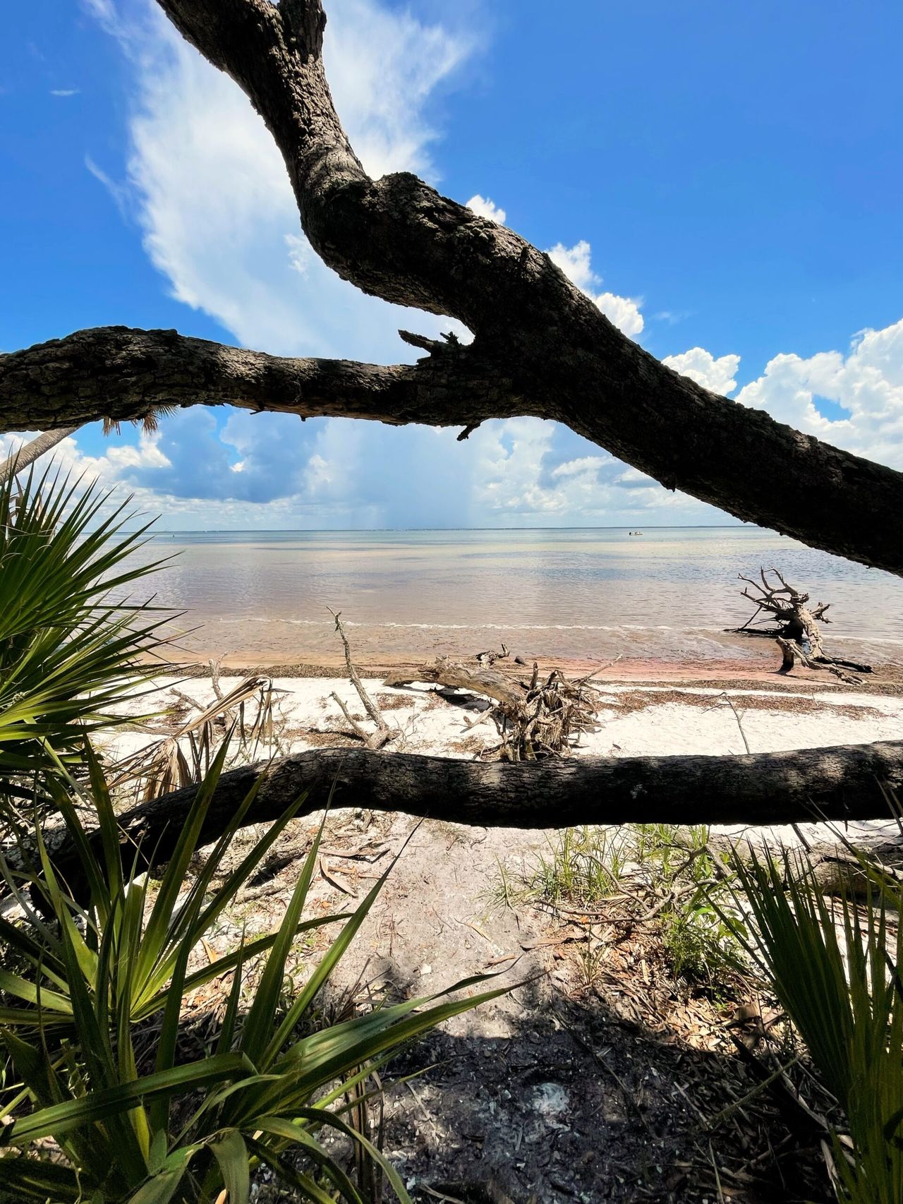 A view of the ocean through two branches of a fallen tree. A small boat is visible in the distance.