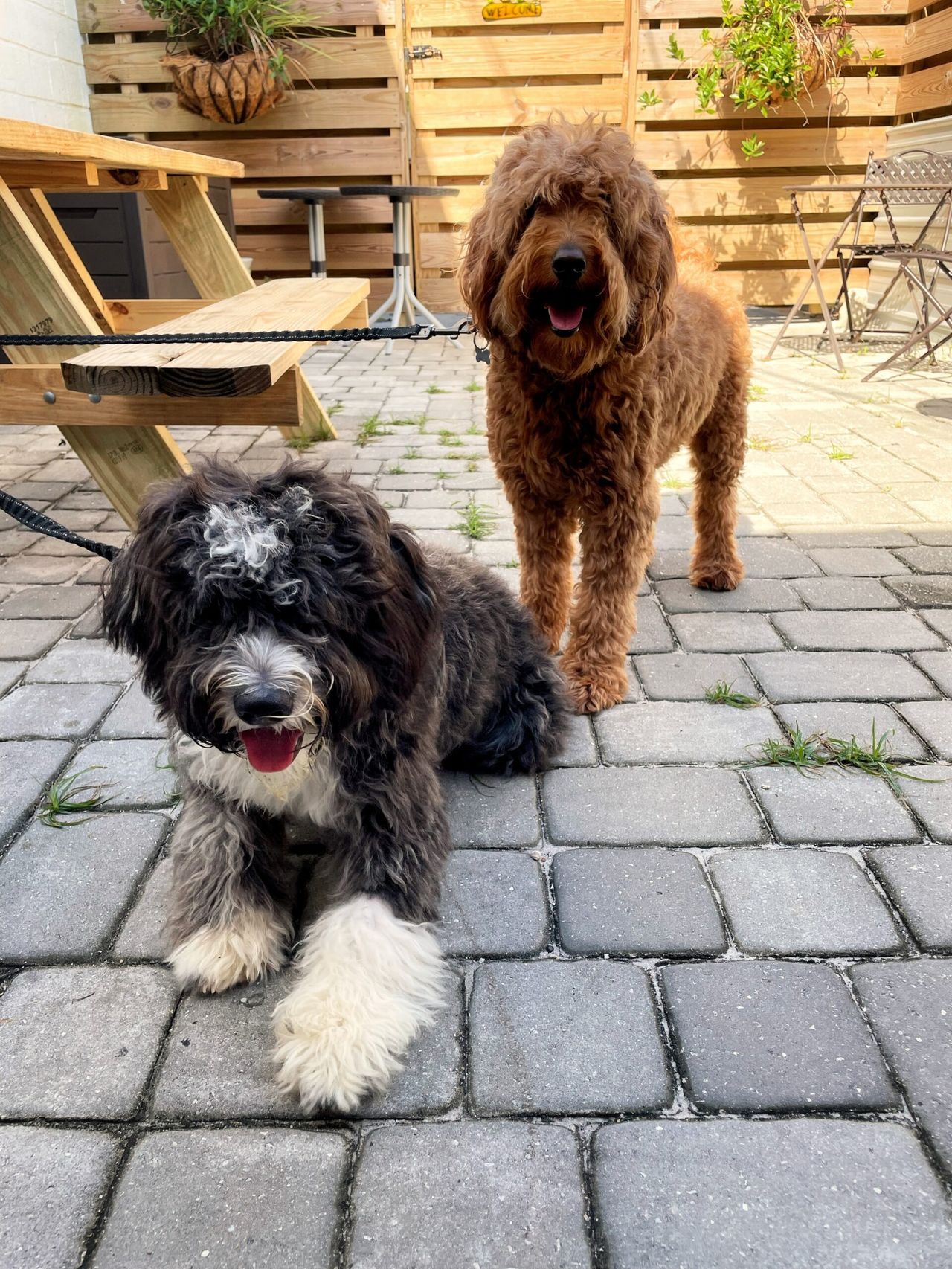 Two dogs on a patio. Hair covers both of their eyes.