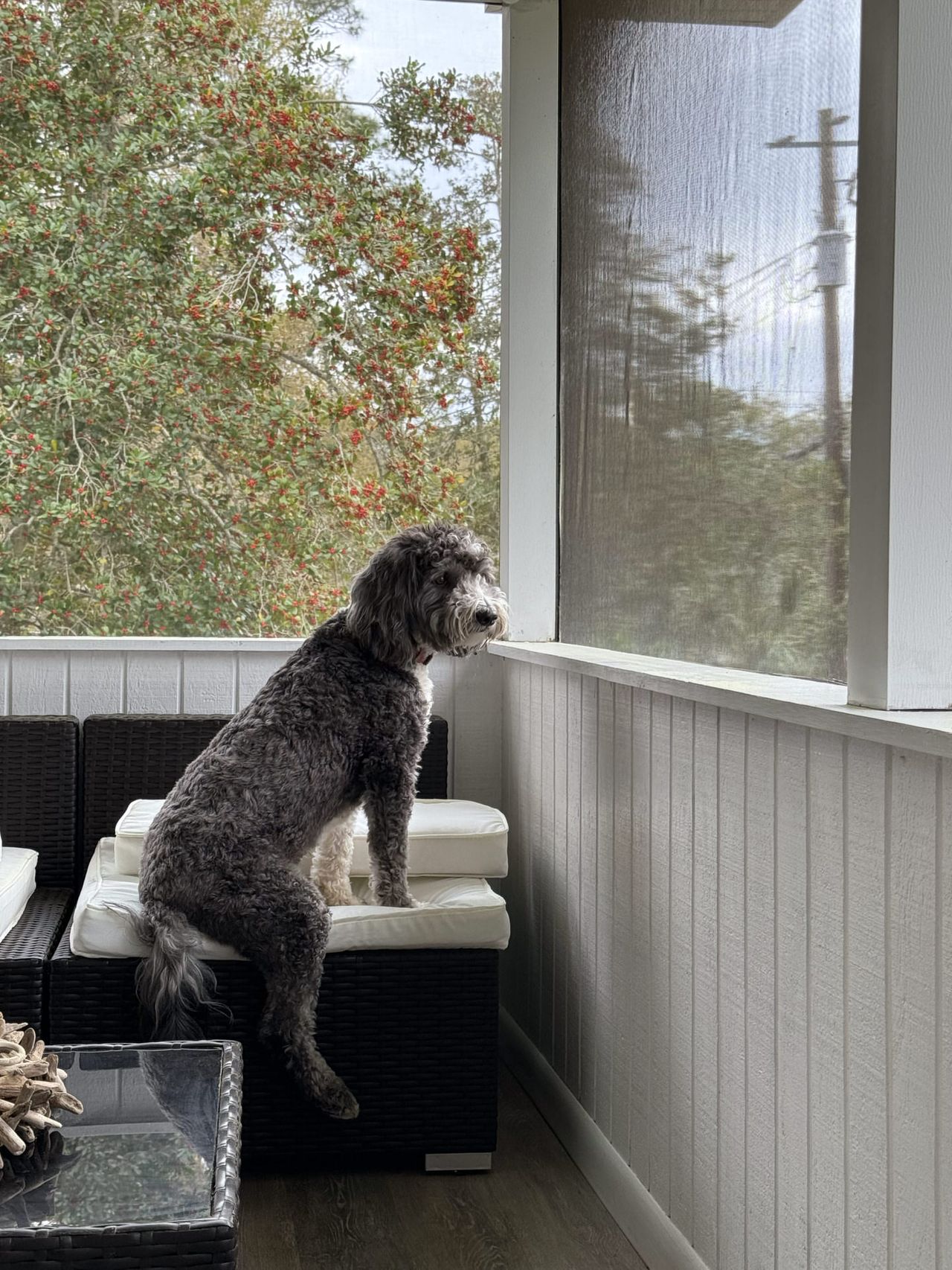 Otto perches on an outdoor sofa on a screened porch, looking out at a peaceful view of greenery and a tree with red berries.
