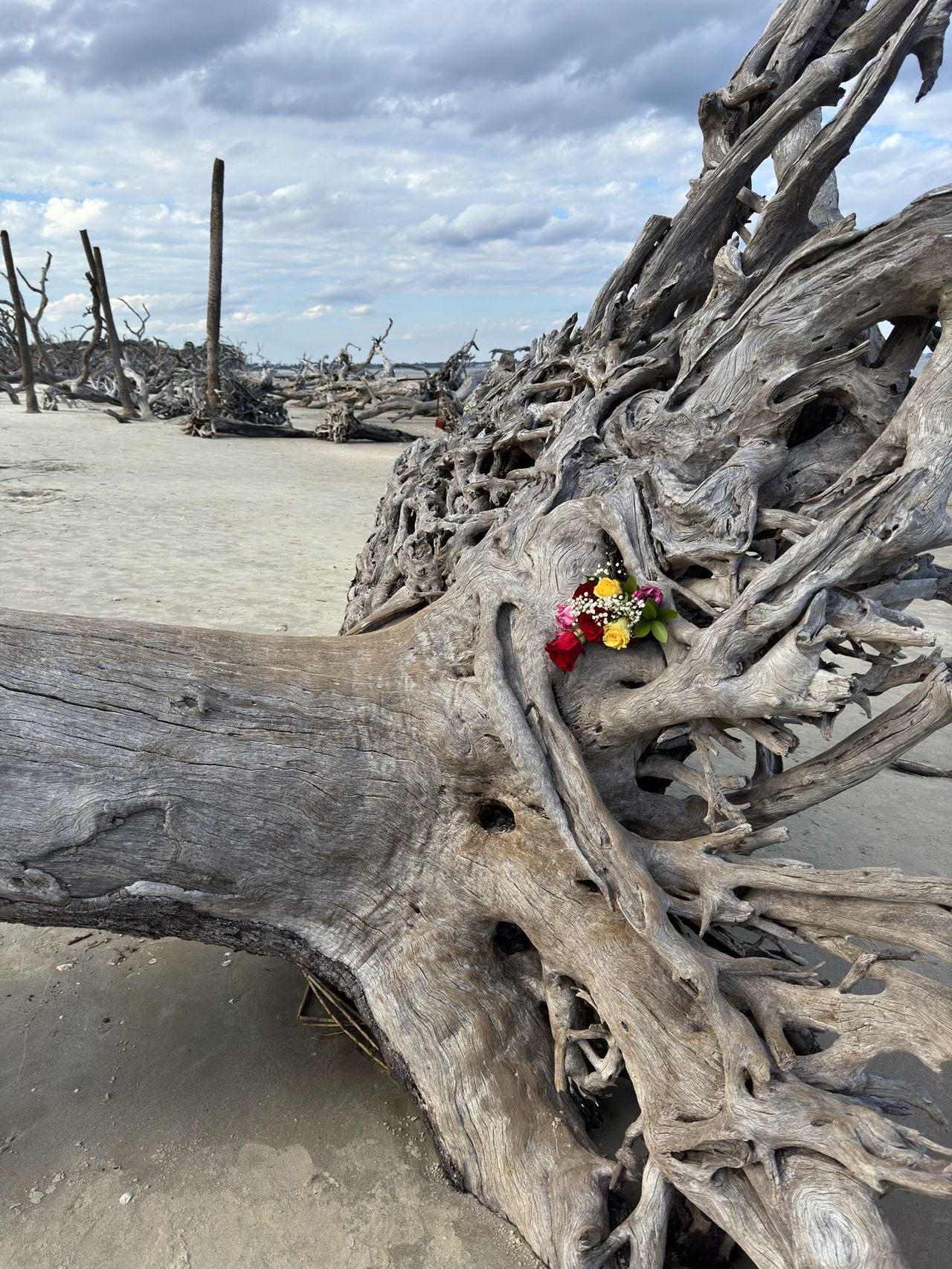 A weathered driftwood log with intricate twists and turns stands on a sandy beach, with a small bouquet of fresh flowers nestled within its gnarled roots, offering a poignant contrast to the barren landscape. In the background, an array of similar skeletal trees stretches towards a sky filled with scattered clouds.