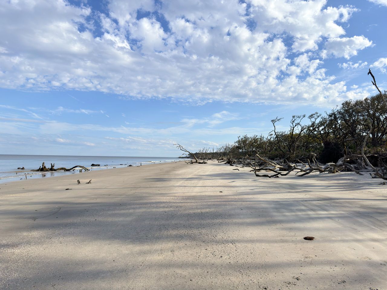 A vast, tranquil beach scene with smooth sands in the foreground leading to a horizon of serene ocean waters. The sky is a tapestry of fluffy white clouds scattered across the blue, casting soft shadows on the sand below. To the right, a grove of weathered, bare trees and driftwood adds a rugged contrast to the otherwise serene landscape.