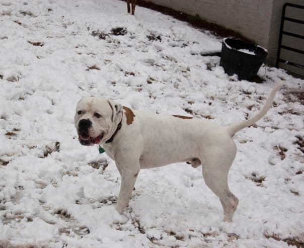 Dog in the snow.