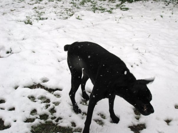 A black dog plays in the snow.