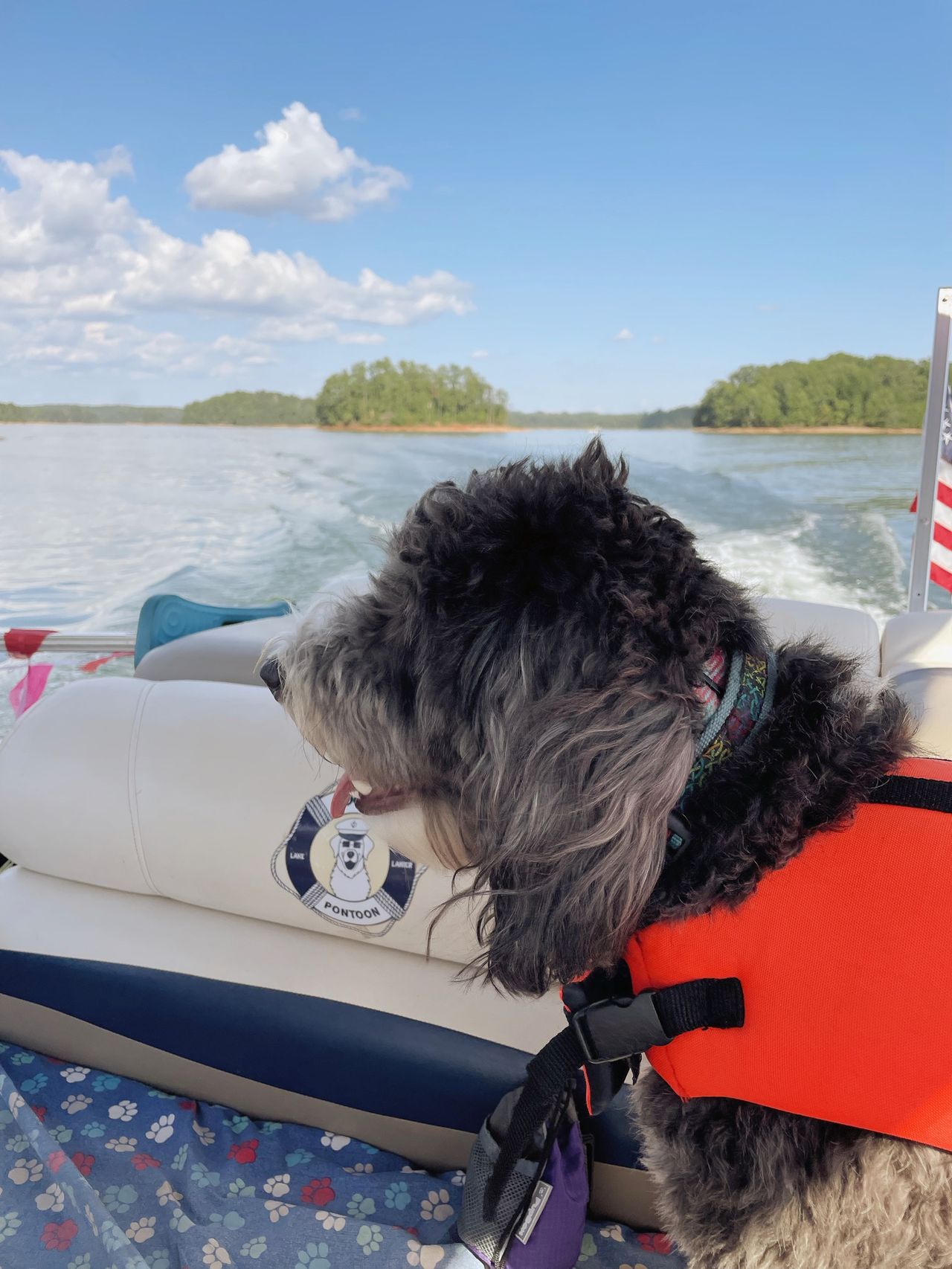 Profile of Otto in a life jacket.