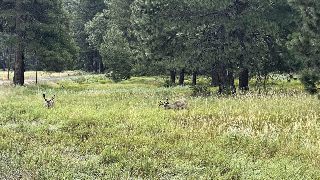 Elk.