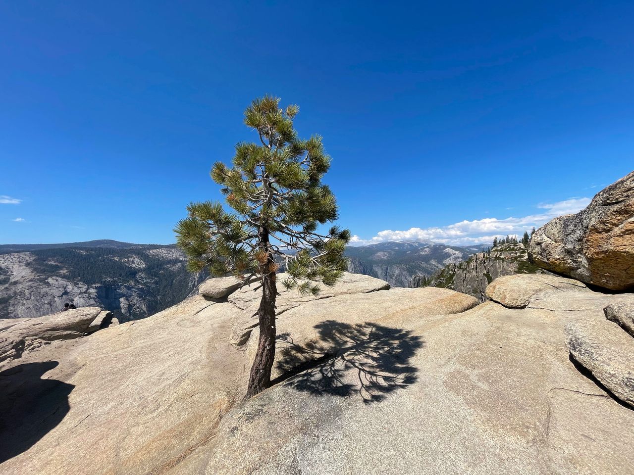A tree growing out of the rock at Taft Point.