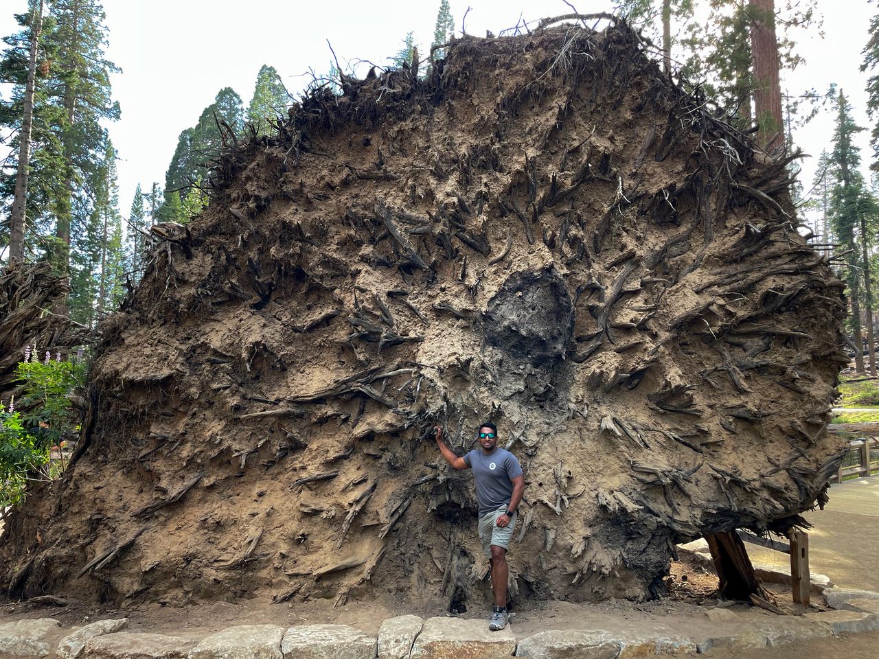 Andi stands next to the roots of a fallen sequoia tree.