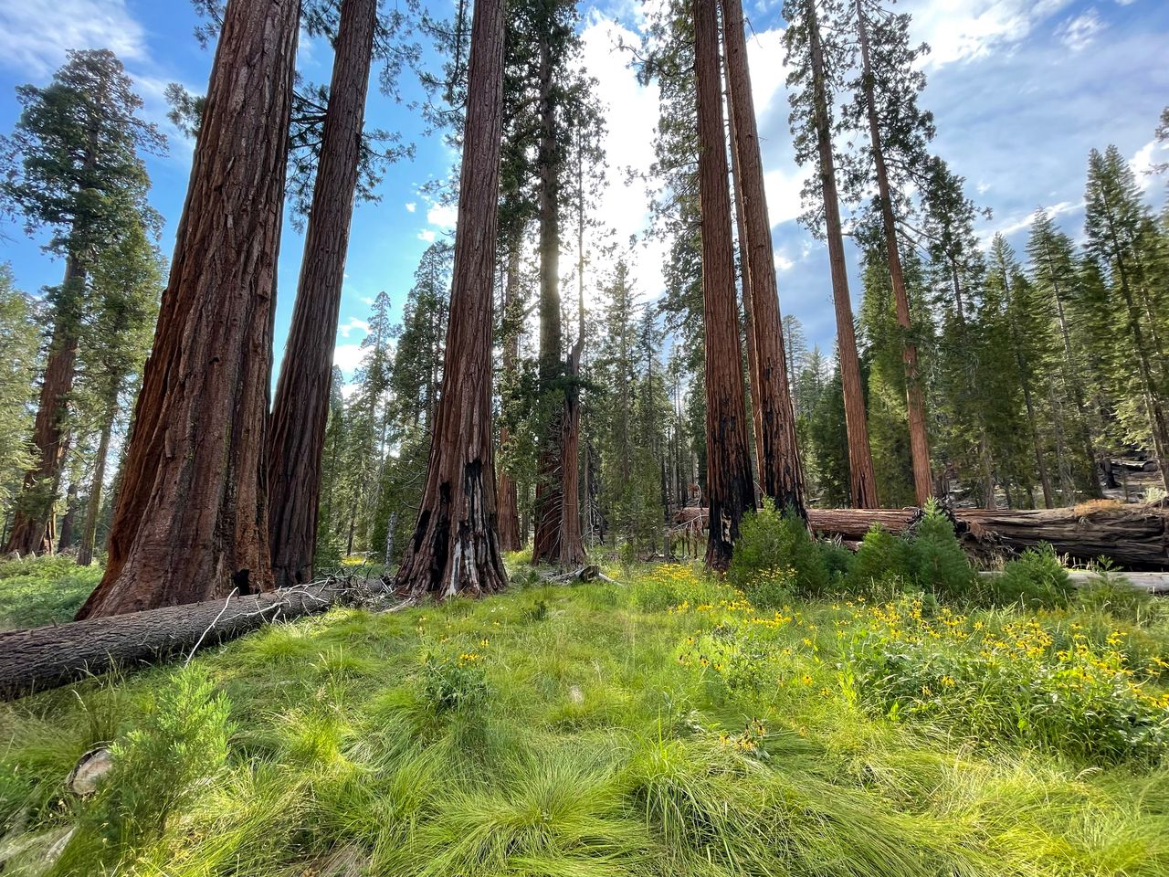 Sequoia forest with many flowers.