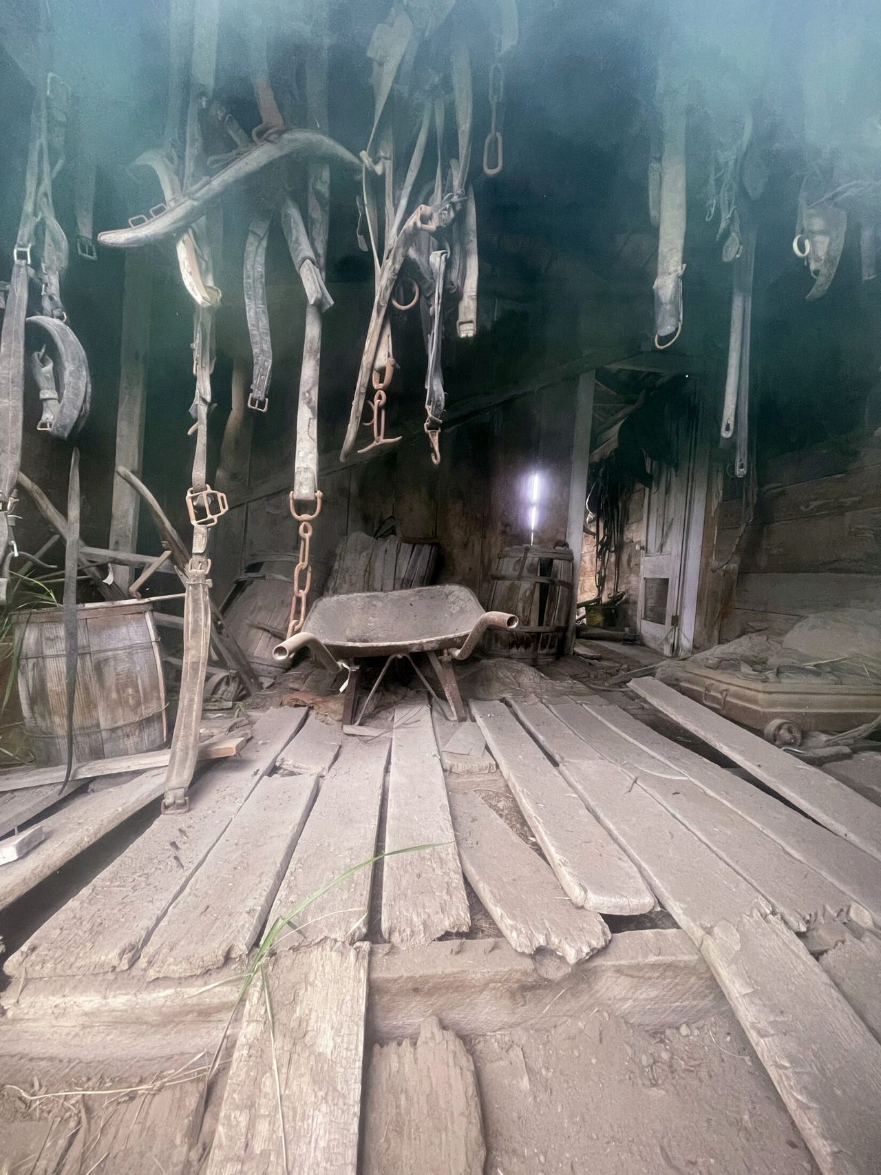 Saddles hang in an old barn.