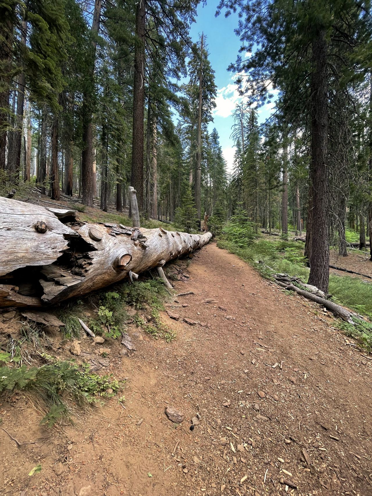 A fallen sequoia tree.