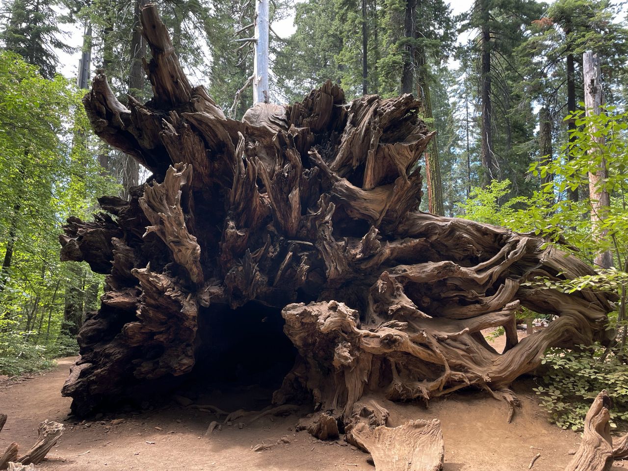 Roots of an old sequoia tree.