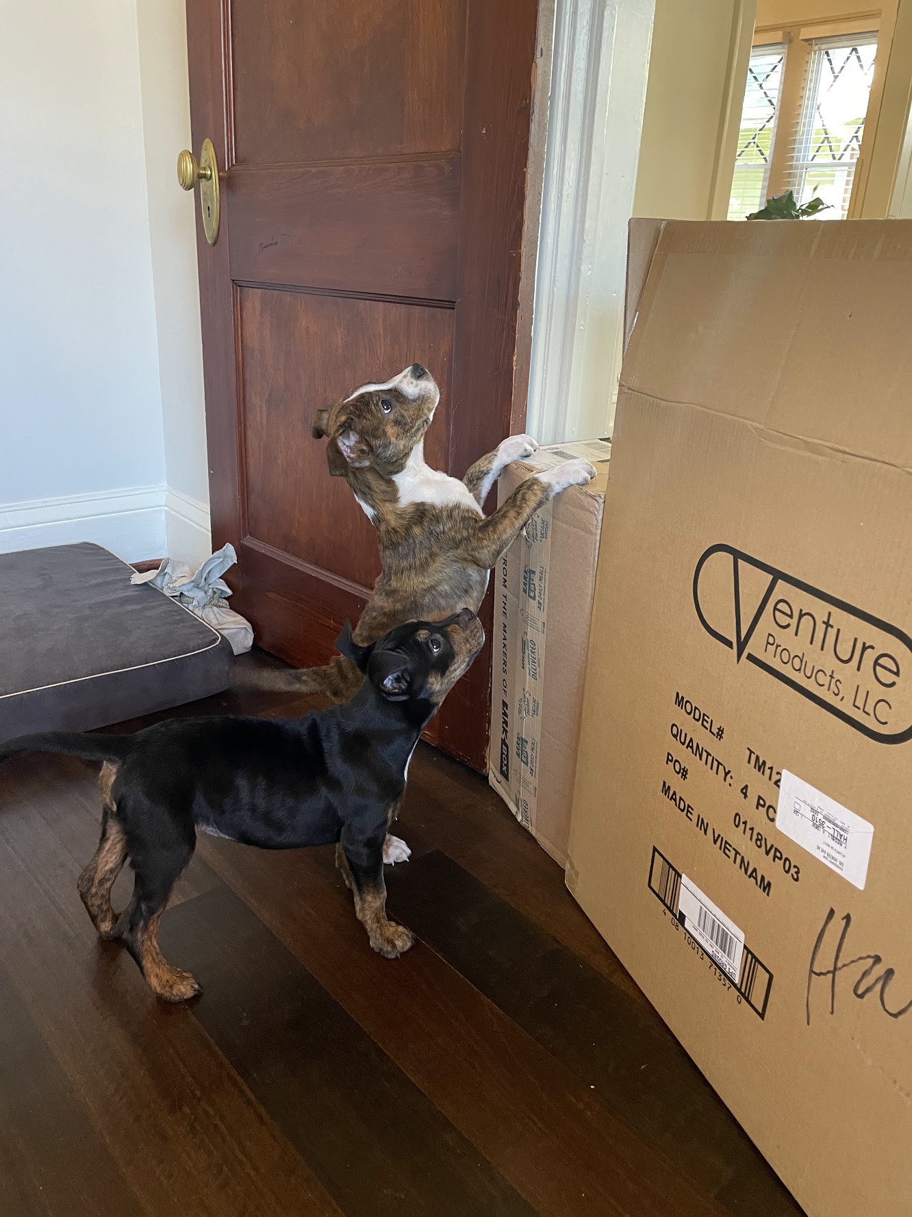 Two puppies playing near a large cardboard box by a front door, one brindle and one black-and-tan